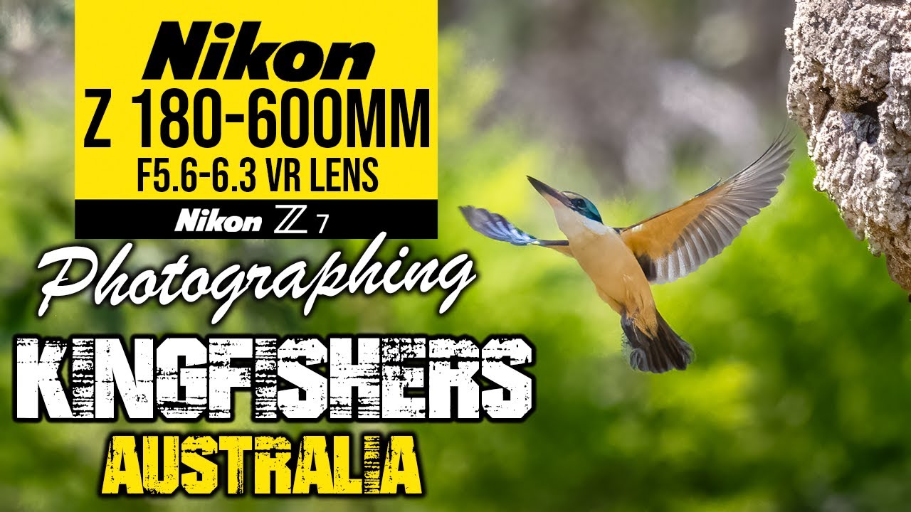 Nikon Z 180-600mm Photographing Kingfishers Australia