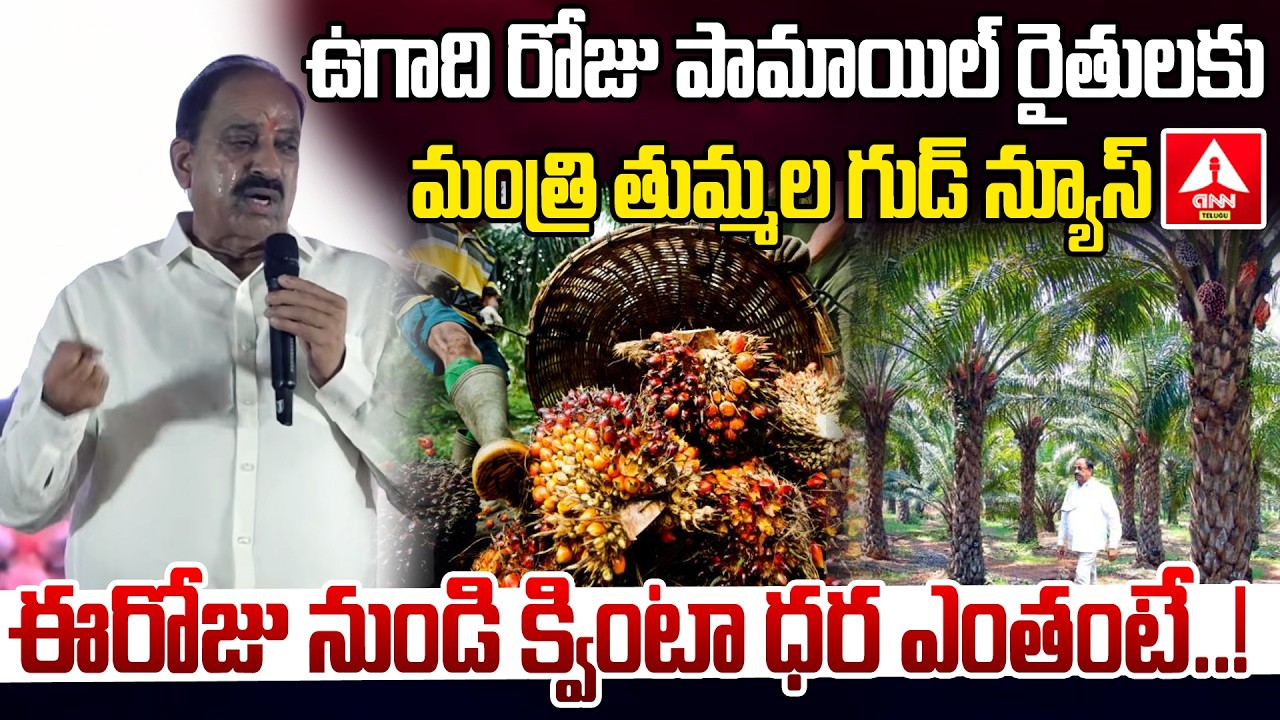 ఉగాది రోజు పామాయిల్ రైతులకు మంత్రి తుమ్మల గుడ్ న్యూస్ | Minister Thummala Good News Oil Palm Farmers