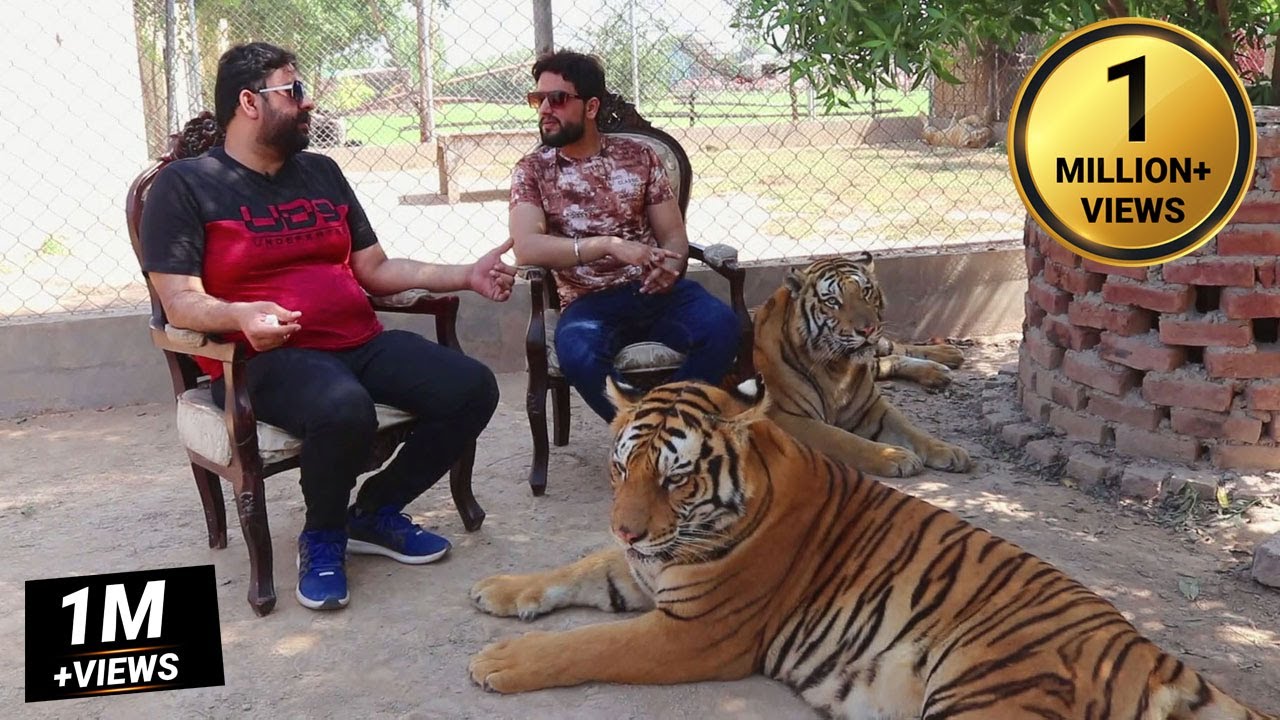 Visited at Danish Rafique Wildlife Breeding Farm Multan Pakistan Bengal,Siberian,Golden Tabby Tiger