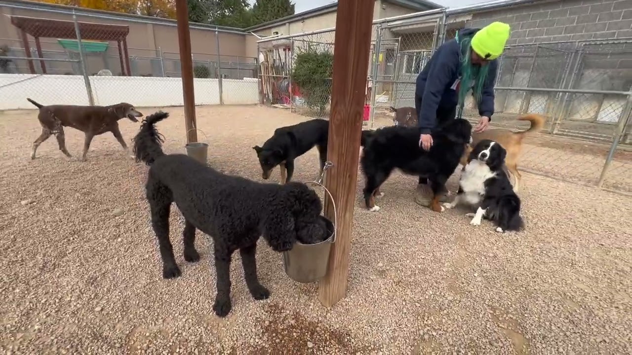Whispering Pines Pet Resort Virtual Tour