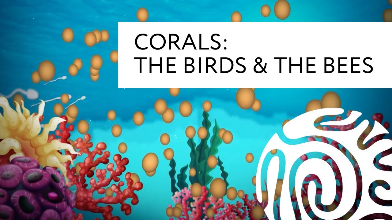 Corals: The Birds and the Bees