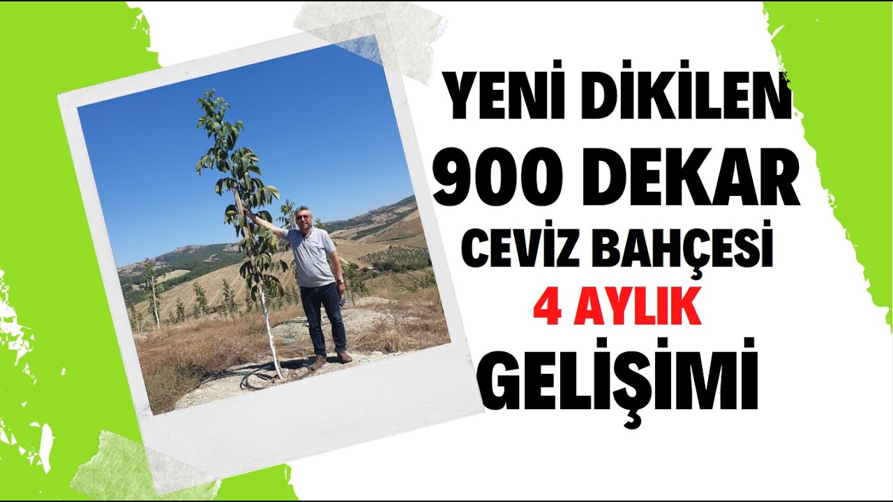 900 Dekar Yeni Dikilen Ceviz Bahçesinin 4 Aylık Gelişimi