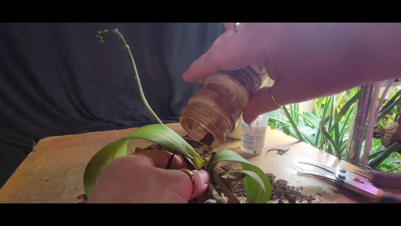 Newbie orchid intro into phalaenopsis crown rot
