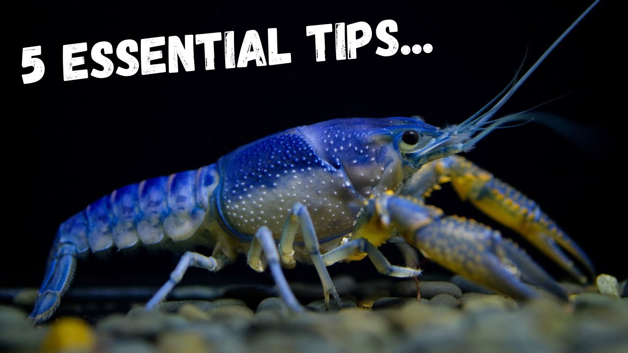 5 Pro Tips Every Crayfish Keeper Should Know