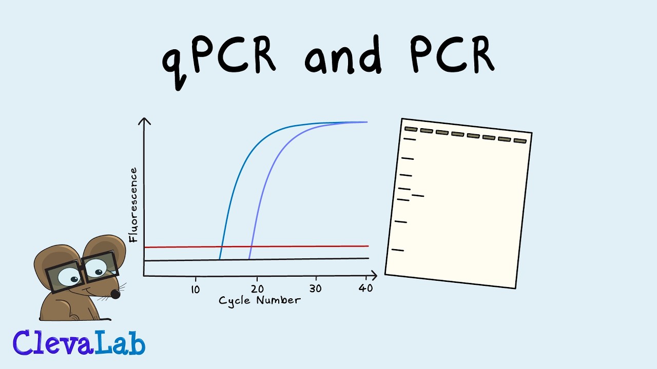 What is PCR and qPCR? | PCR Animation
