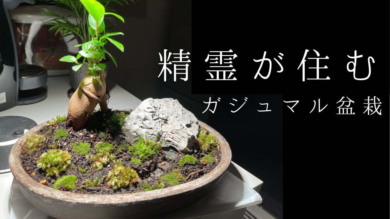 精霊が住むガジュマル盆栽を作る