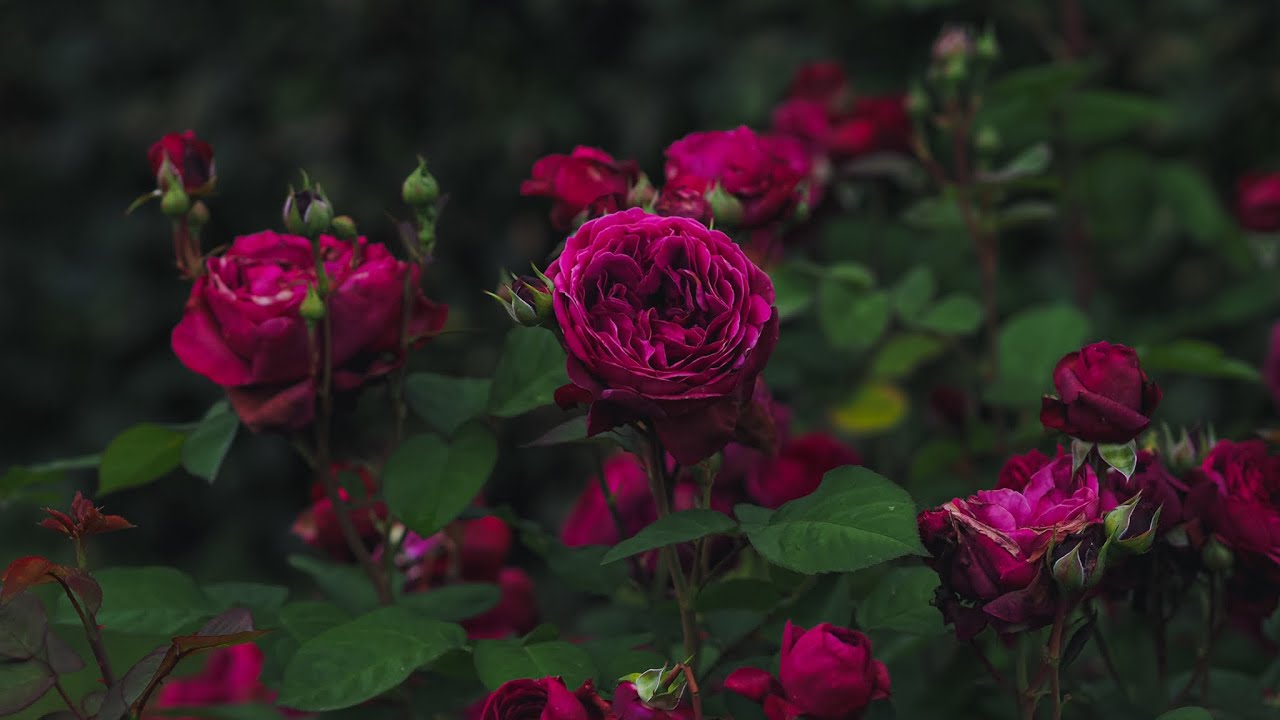 4K - Deep Secret&reg; rose, Rosen Tantau 2023