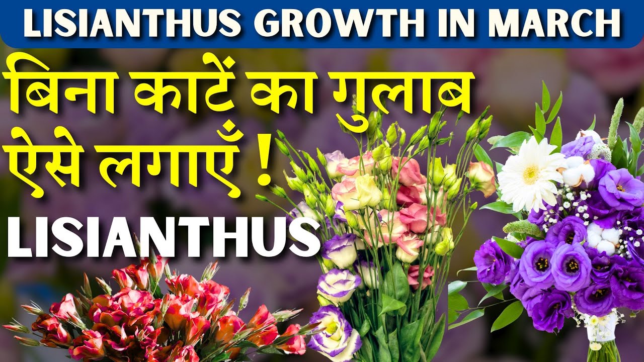 बिना काटें का गुलाब ऐसे लगाएँ || Lisianthus आपके घर में || Lisianthus Growth in March