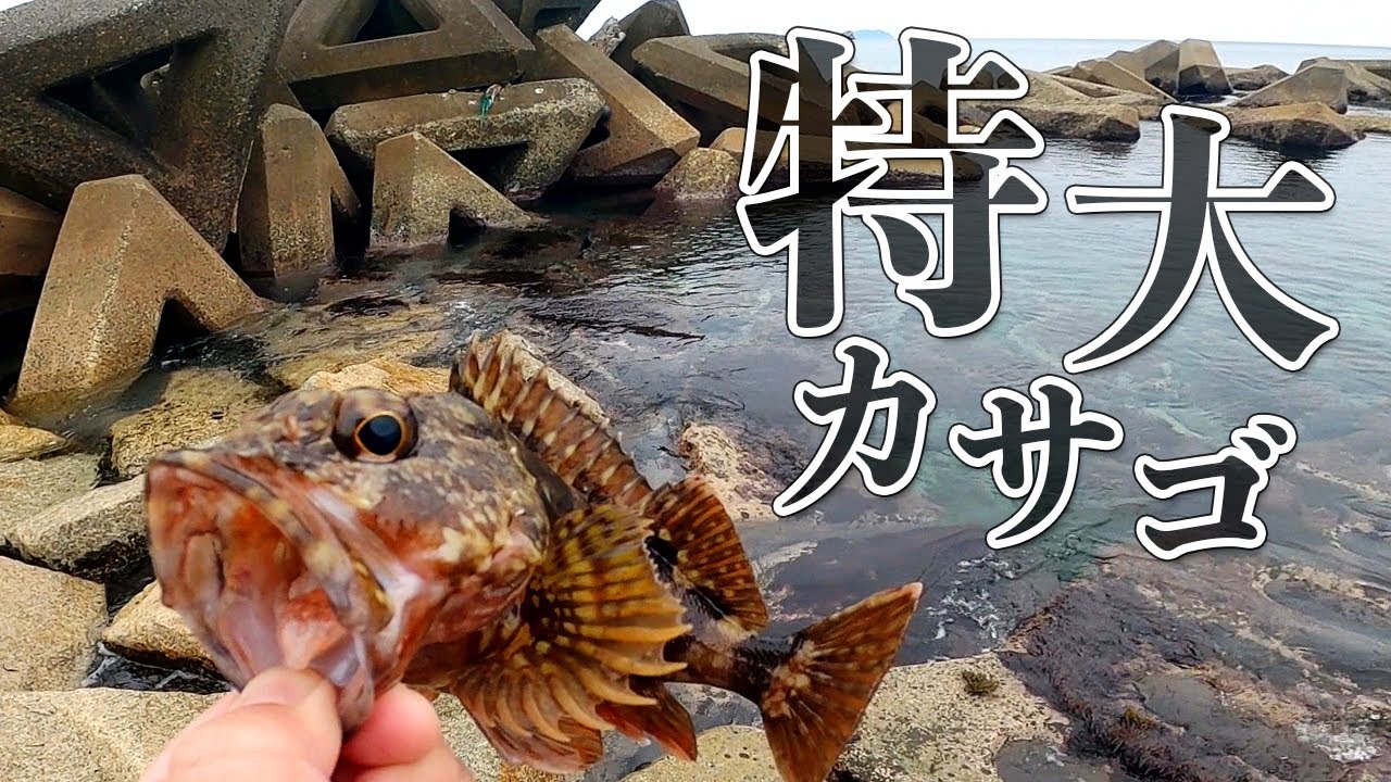 【穴釣り】ブロックの隙間から重量級の大物が釣れました
