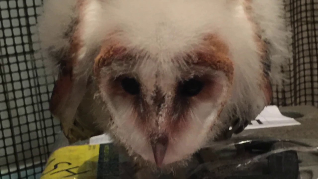 Baby barn owl grows up at Avian Behavior International