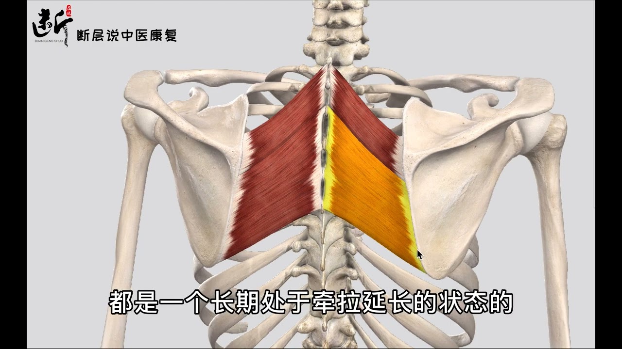 10.【每日一肌】菱形肌——肩胛骨内侧痛的重要原因！背痛发沉如负重.