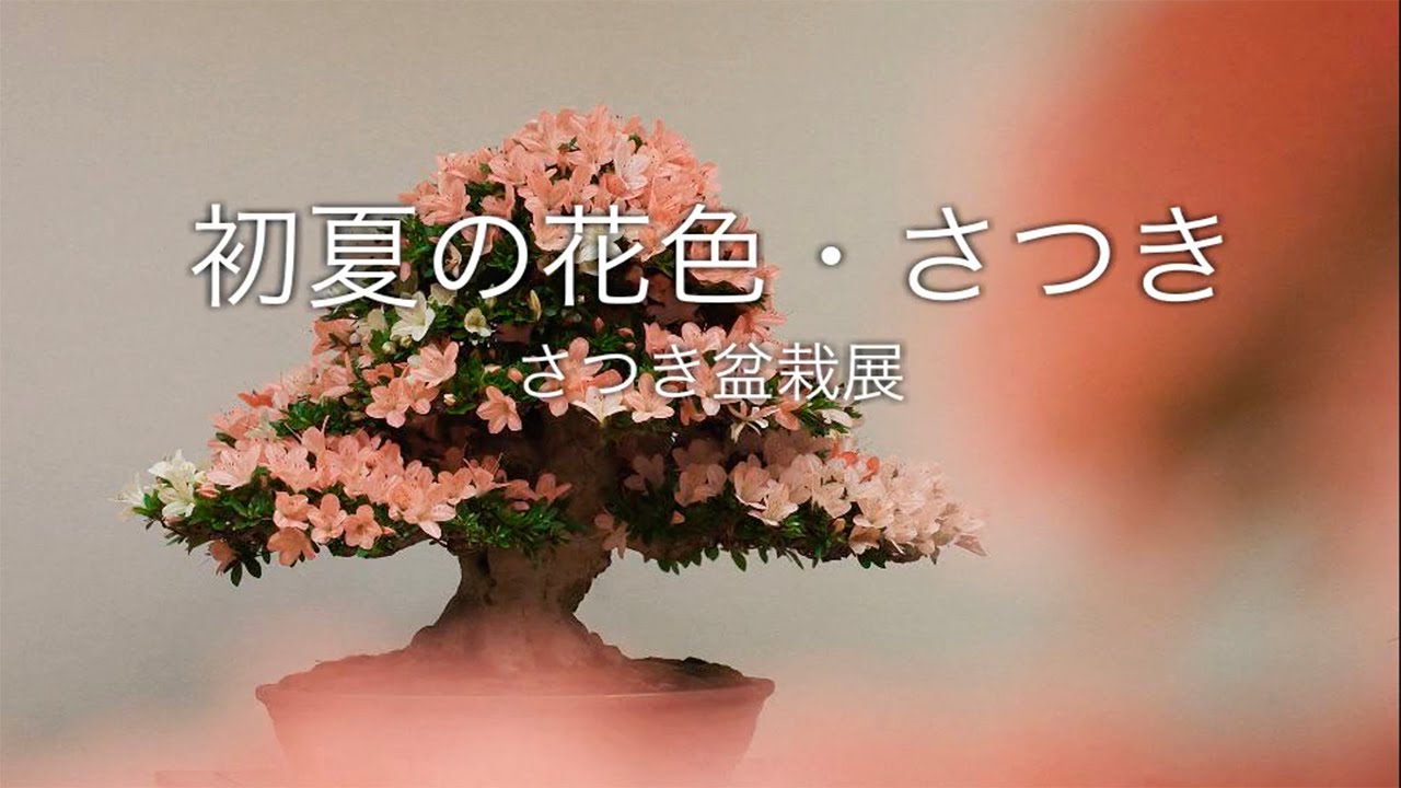 さつき盆栽展