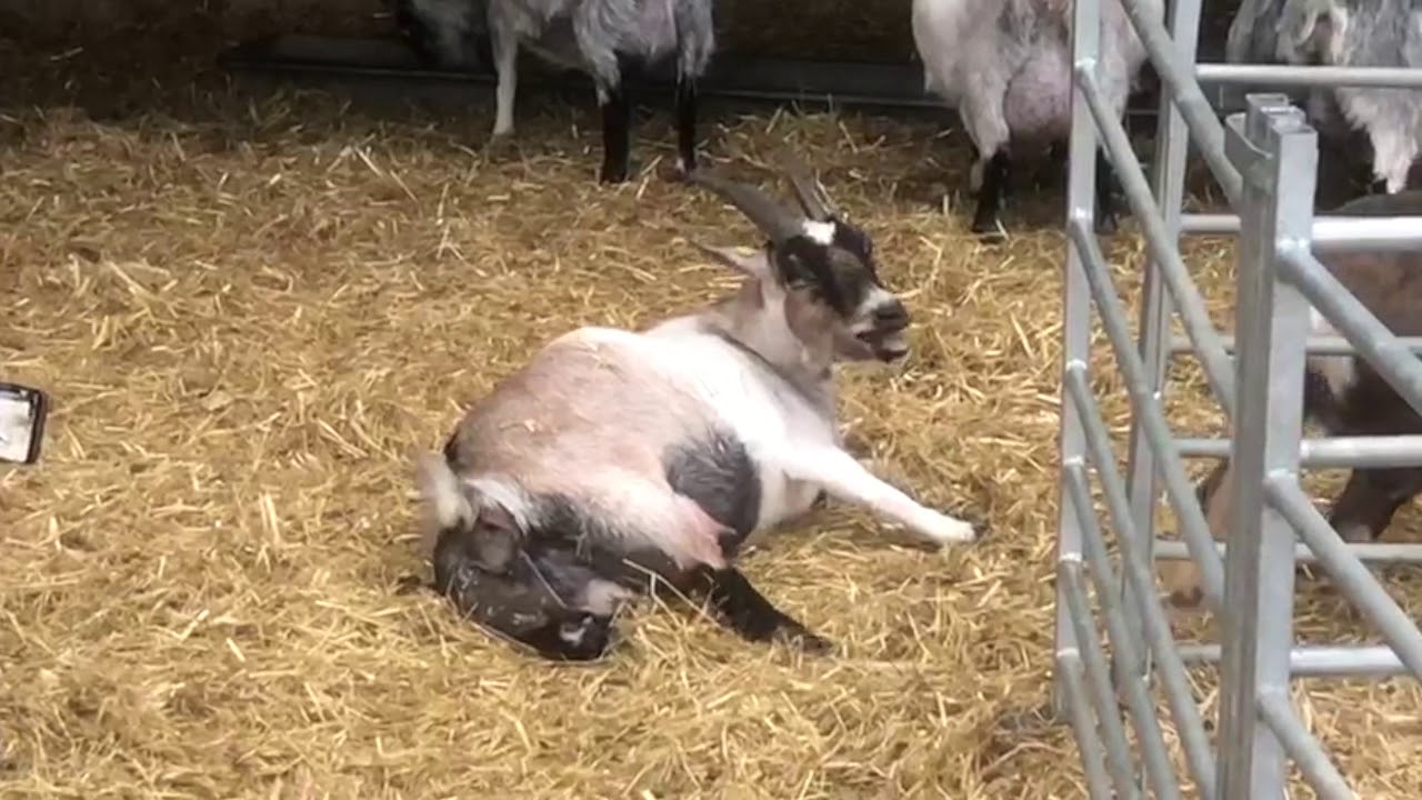 Pygmy Goat Birth REALLY CLOSE
