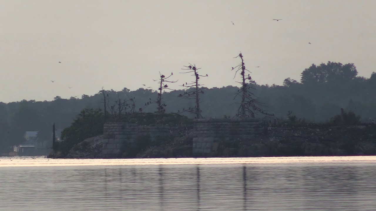 Birds on McNair Island from Centeen Park