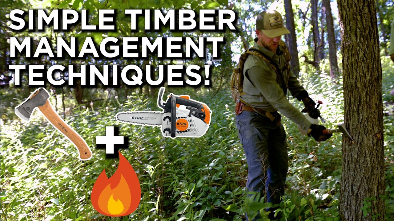 Simple Techniques To Help Manage Your Timber Stands