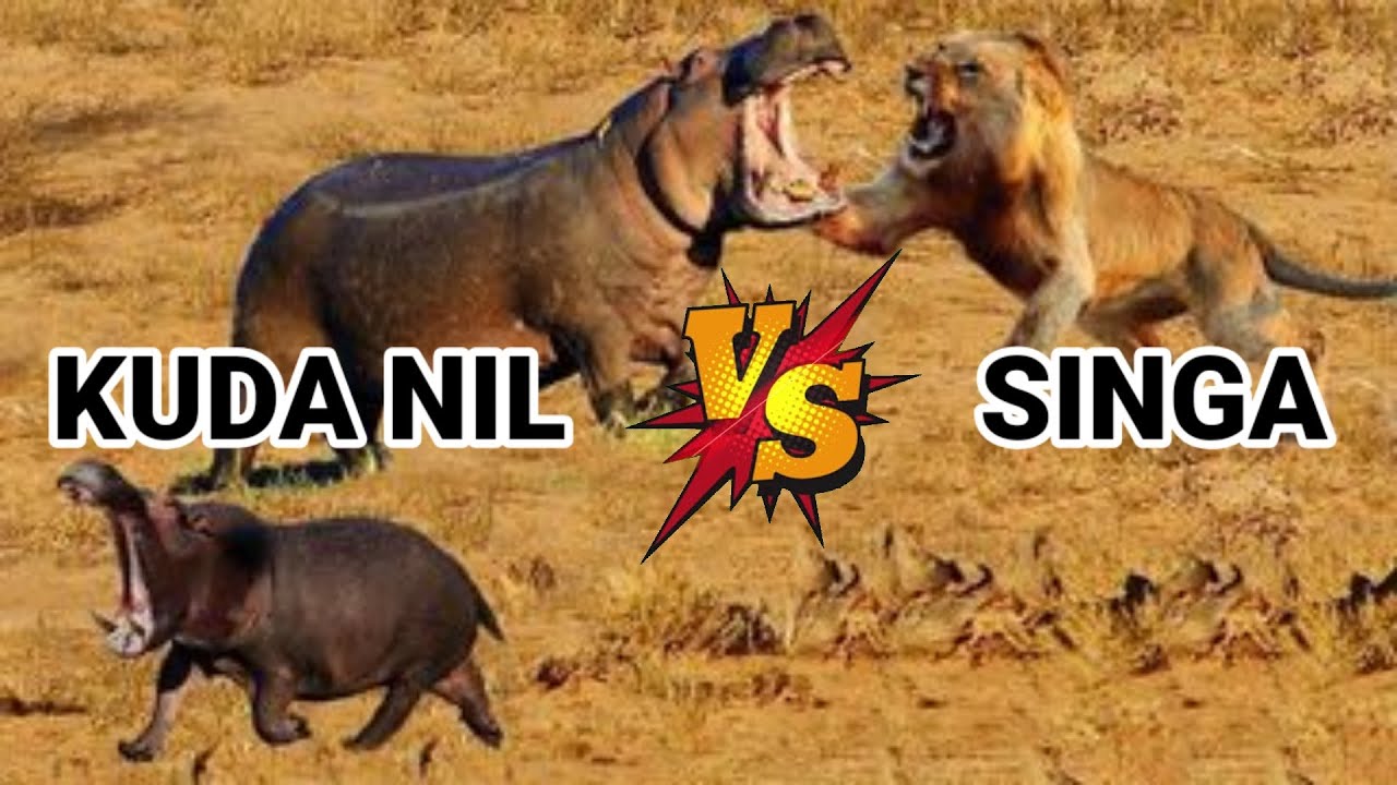 kuda nil menyelamatkan bayi dari singa | pertarungan kuda nil vs singa | video hewan