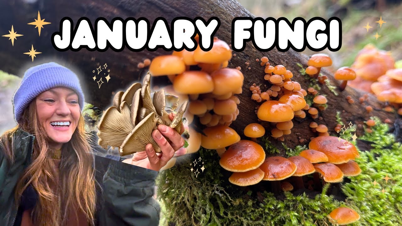 3 Must Know Mushrooms for January: ID, Harvesting & Uses