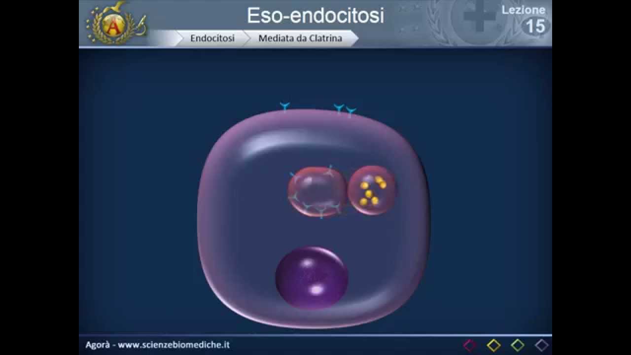 Citologia 15 - Eso endocitosi
