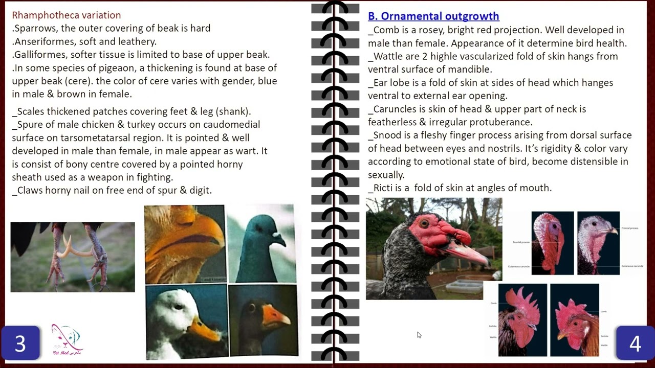 02. Avian Anatomy lecture 2 Integument