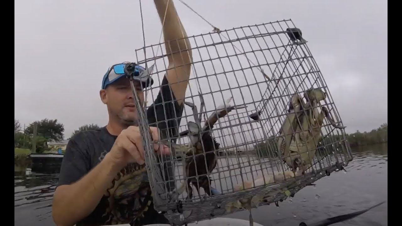 Running Topless Traps & Crabpots, Caught 50+ Maryland Blue Crab in St Lucie, Florida- November 2022