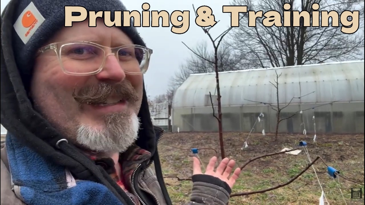 Pruning and Training Apple Trees 🍎