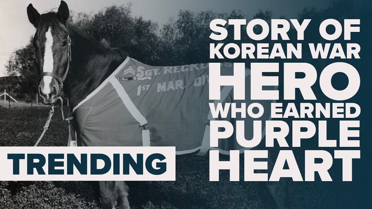 A TRUE WAR HORSE HERO | Sergeant Reckless | Trending