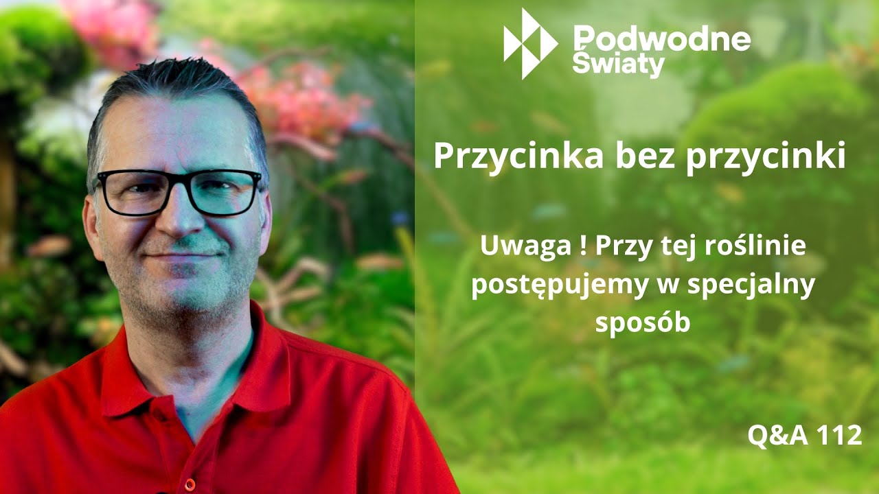 Przycinka bez przycinki. Uwaga! Przy tej roślinie postępujemy w specjalny spos&oacute;b