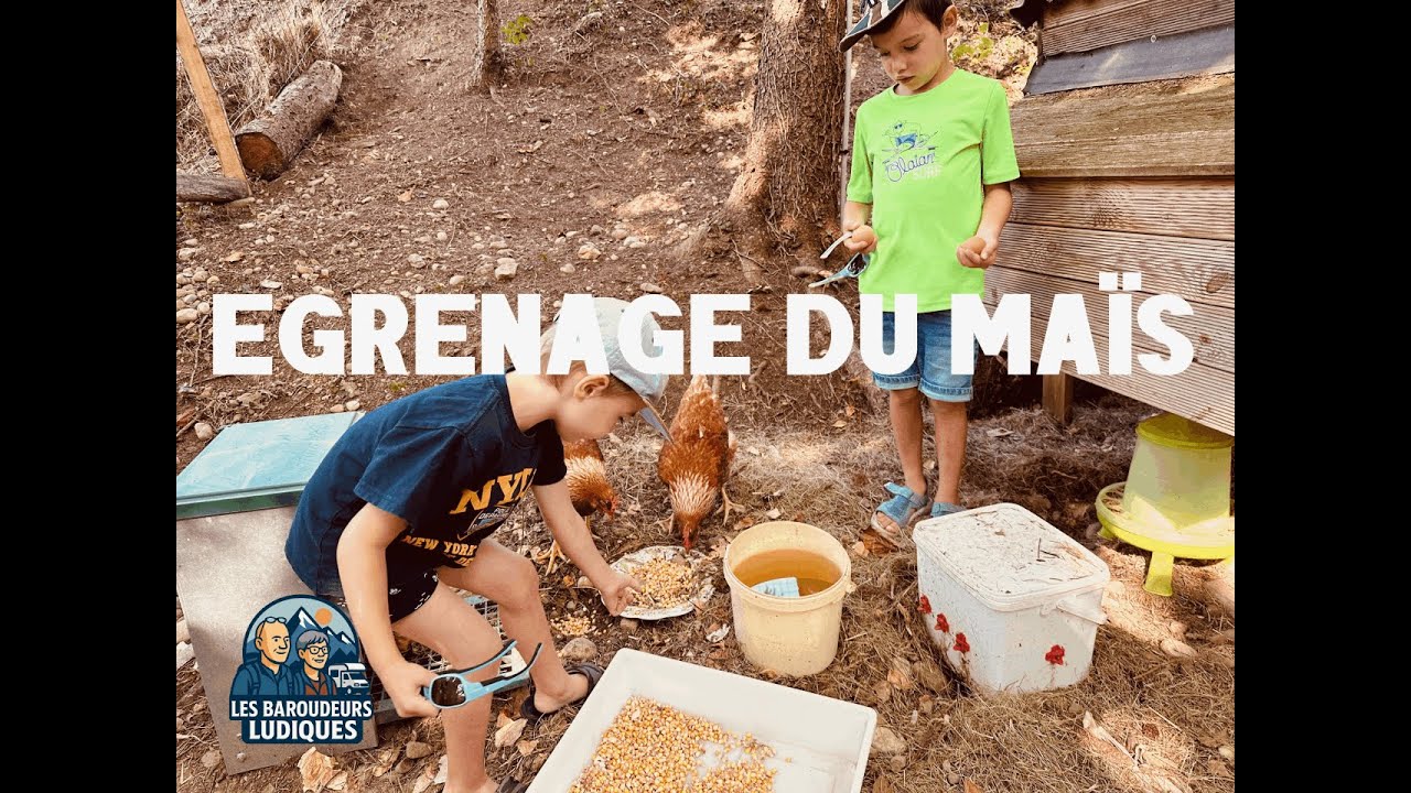 Egrenage du ma&iuml;s