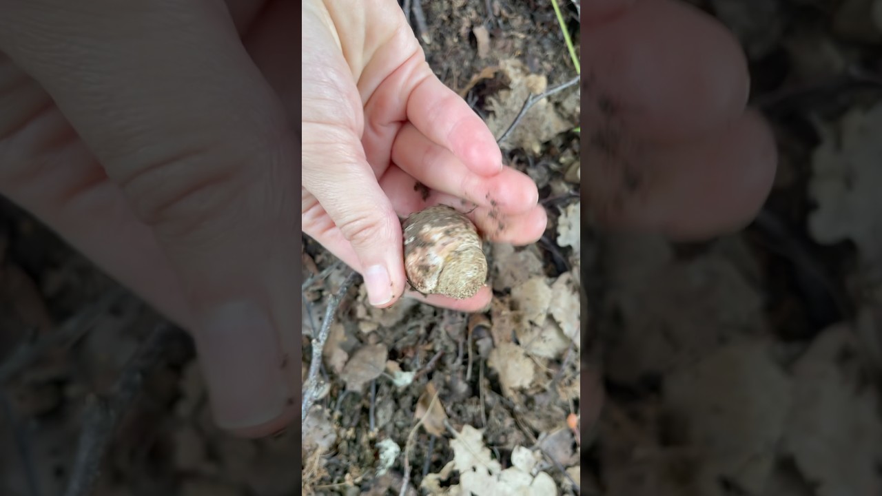 Серо розовый мухомор #mushroom #грибы #энтомолог #nature #food #микология