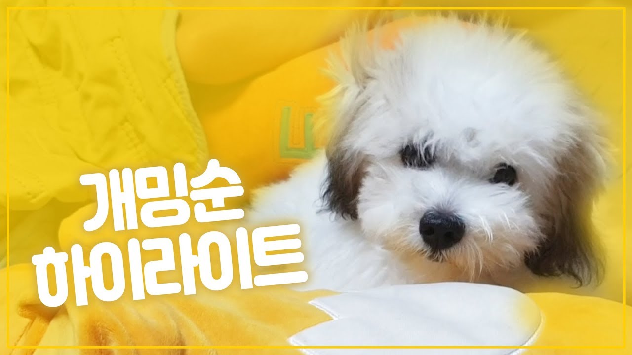 꼬똥 드 툴레아 밍순이 성장과정! 하이라이트 + 댓글 반응 ㅋ
