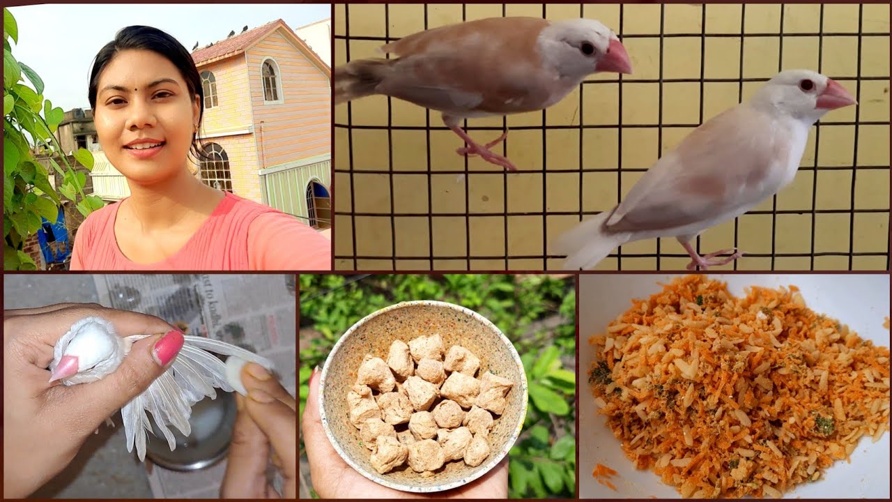 Healthy Soft Food For Java & Finches || Soft Food For Breeding