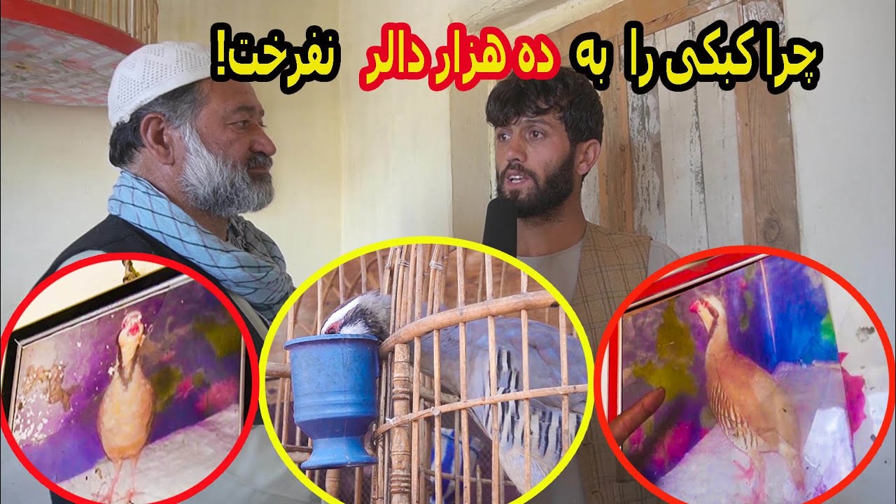 داستان کبک ده هزار 10000دالری کابل!