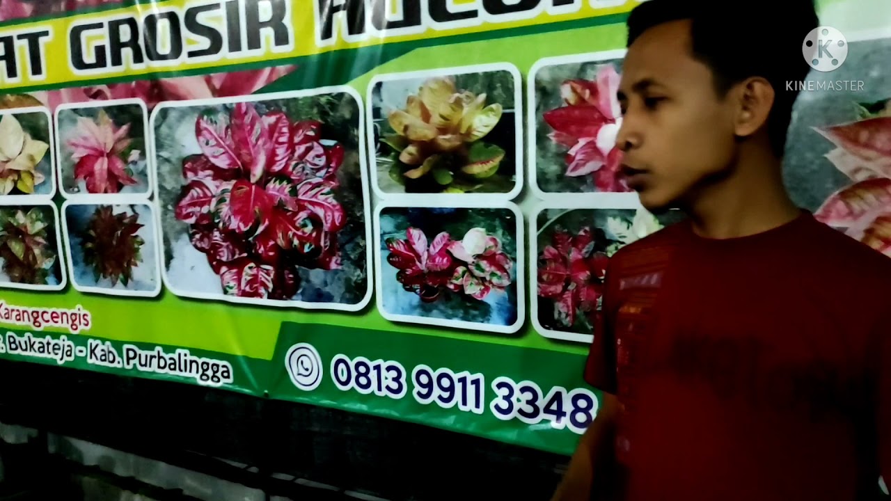 Grebek kandang om Usro Nursery, Cek Harga Aglaonema Koleksian (Part 1)