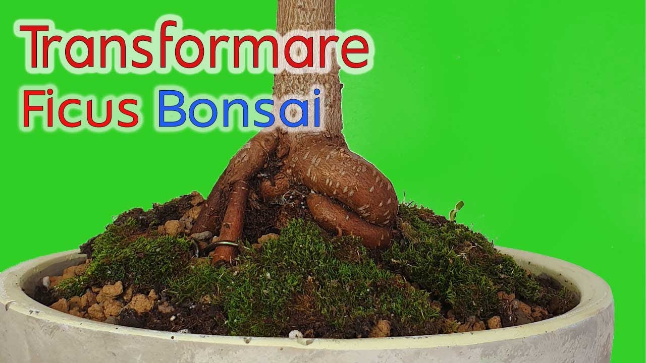 Ficus Benjamina - tundere si replantare | De la planta de casa, la bonsai - Replantare #7 - 2020