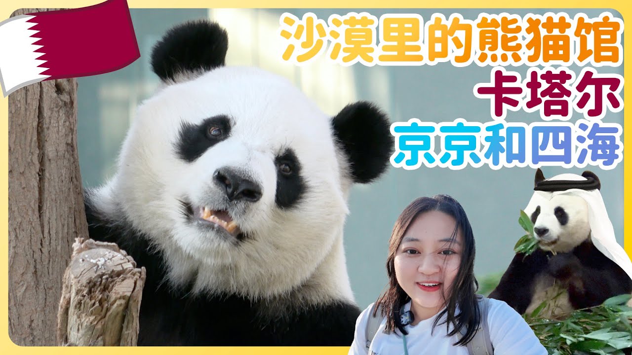 大熊猫京京四海卡塔尔五星级豪宅🎀一起去看看在沙漠里的熊猫馆到底什么样子？自从喜欢上了福宝每到一个新的地方都想认识新的大熊猫朋友 #大熊貓 #cutepanda #animals #卡塔爾#京京#四海