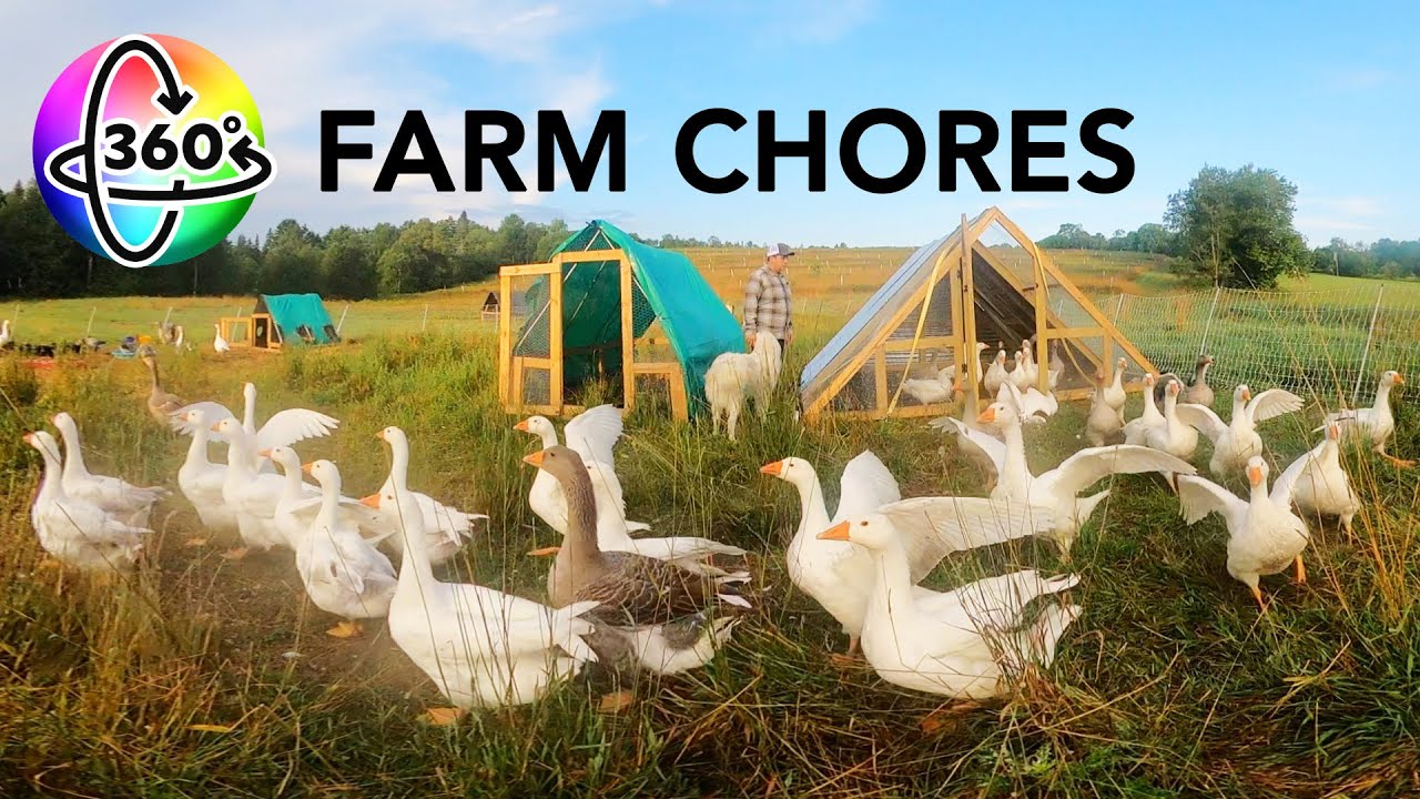 Surrounded by Ducks and Geese | 360 VR | Morning Chores on a Duck and Goose Farm