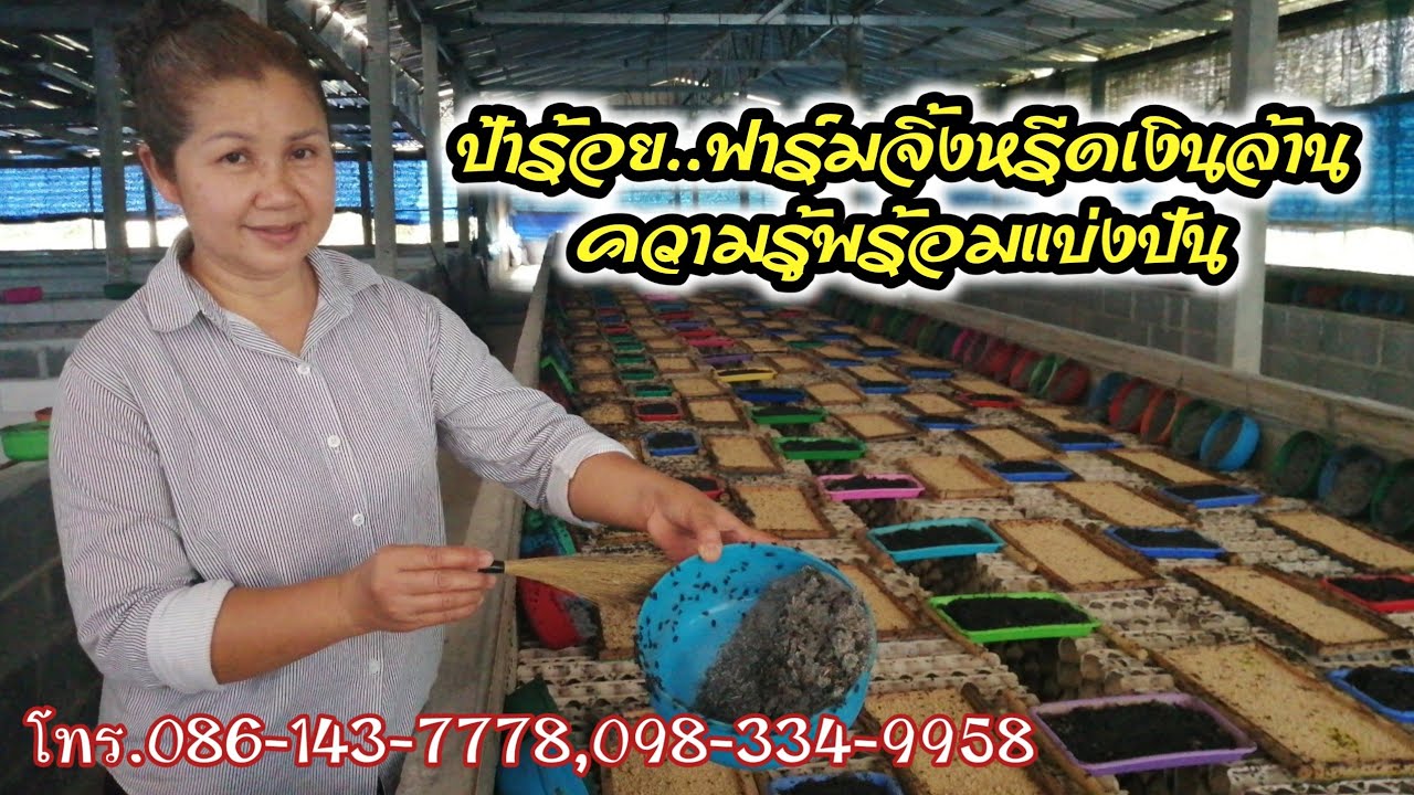 ความ​รู้​พร้อม​แบ่ง​ปัน​ #ฟาร์มจิ้งหรีดเงิน​ล้าน ป้าร้อย​086-143-7778