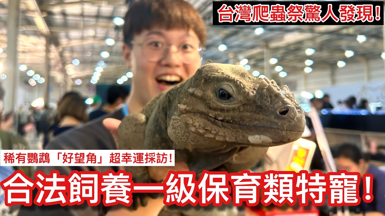 犀牛鬣蜥！國際稀有的「一級保育類」特寵在台灣竟能合法持有？超幸運採訪夢幻逸品「好望角鸚鵡」震撼登場！【鸚鵡小木屋X台灣爬蟲祭】