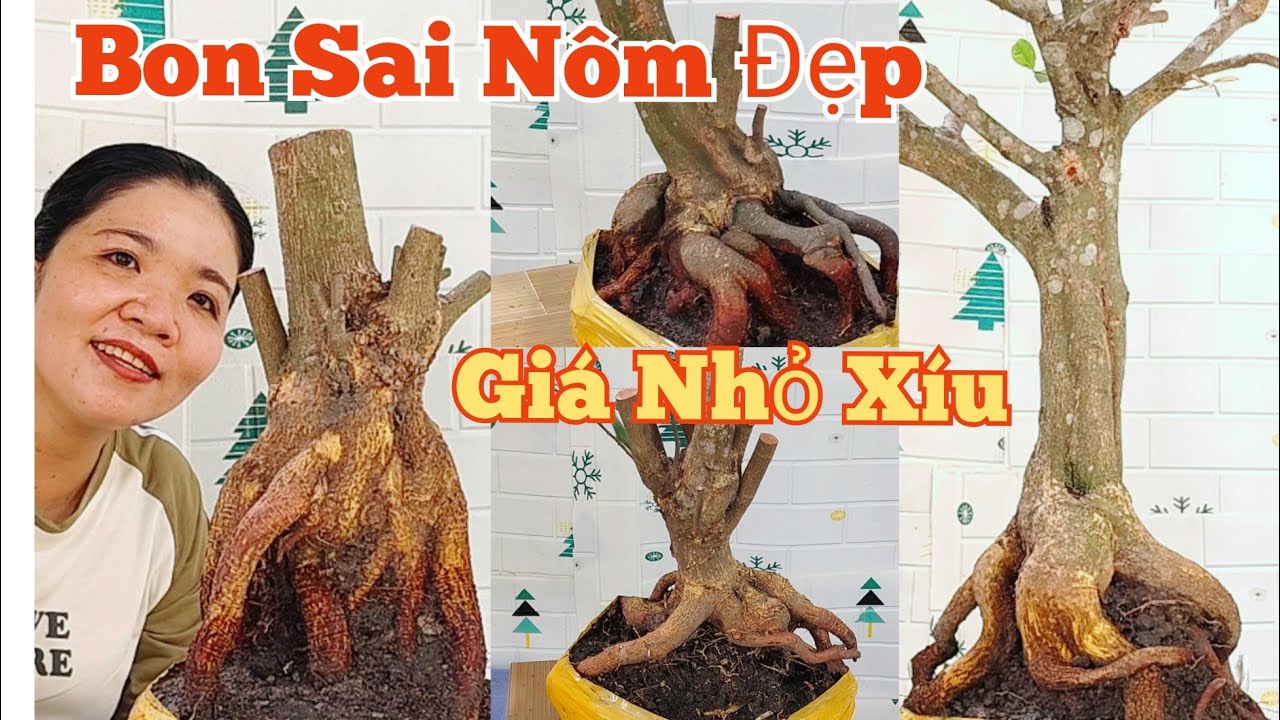 Trưa(12/03)☎️ 0373.253.427 GL:Bon Sai Nôm Đẹp,Giá Nhỏ Xíu.