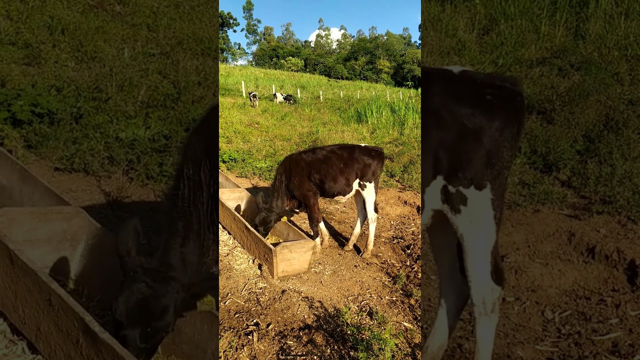 RECRIA DE BEZERRAS LEITEIRAS COMPENSA? QUAL A SUA OPINI&Atilde;O.  S&iacute;tio Pingo D'&aacute;gua