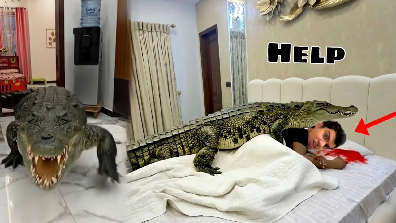 Hmara Ghar Crocodile Agea 😨 Waleed Pr Attack 😲