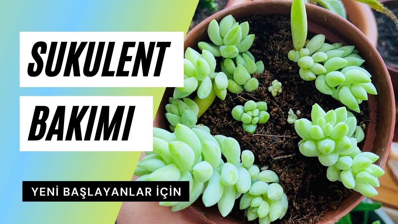 Yeni başlayanlar için sukulent bakımı 🍃 | Sulama, un biti, saksı değişimi