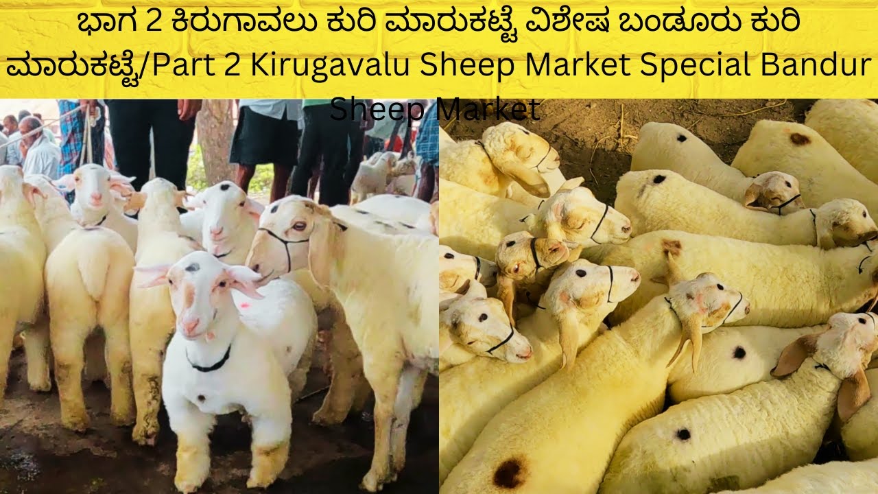 ಭಾಗ 2 ಕಿರುಗಾವಲು ಕುರಿ ಮಾರುಕಟ್ಟೆ ವಿಶೇಷ ಬಂಡೂರು ಕುರಿ ಮಾರುಕಟ್ಟೆ/ Kirugavalu  Special Bandur Sheep Market