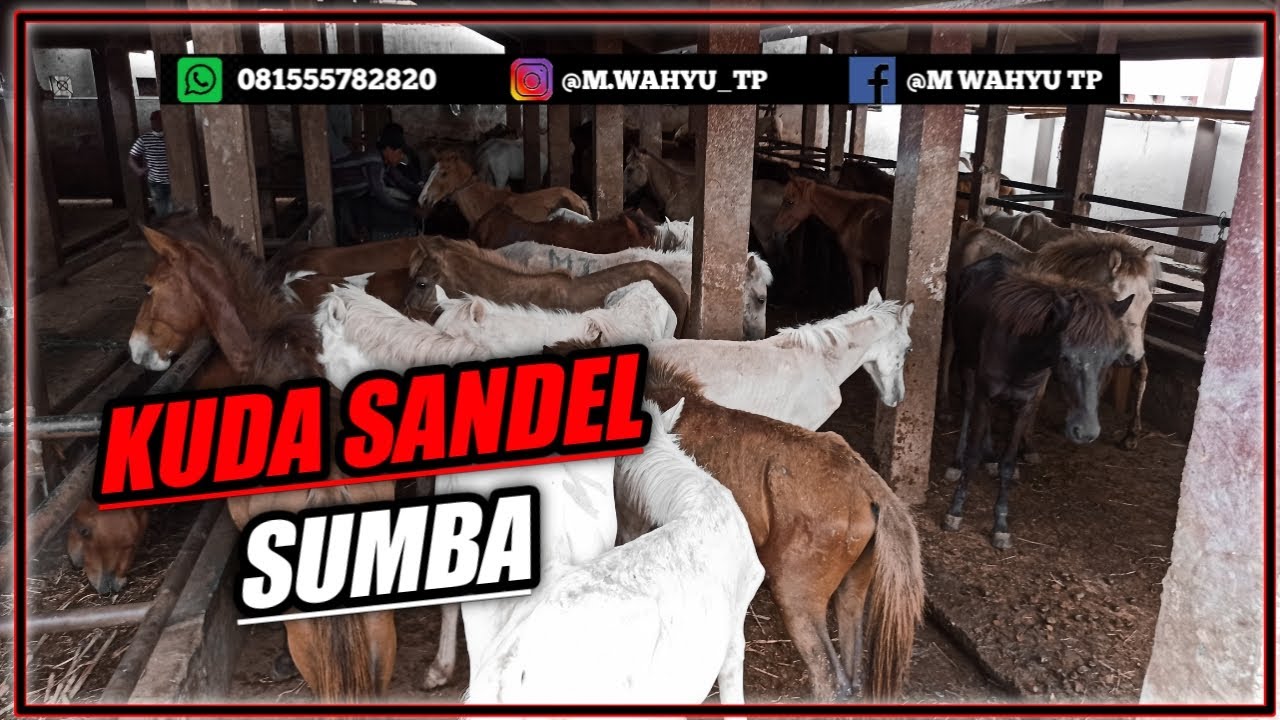 PULUHAN EKOR KUDA SUMBA BONGKAR DI PELABUHAN PERAK SURABAYA 2021