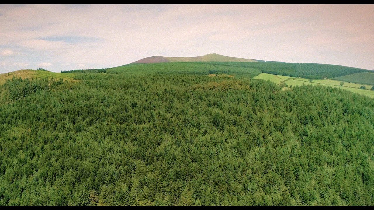 Ceol na gCrann &ndash; The Music of the Trees