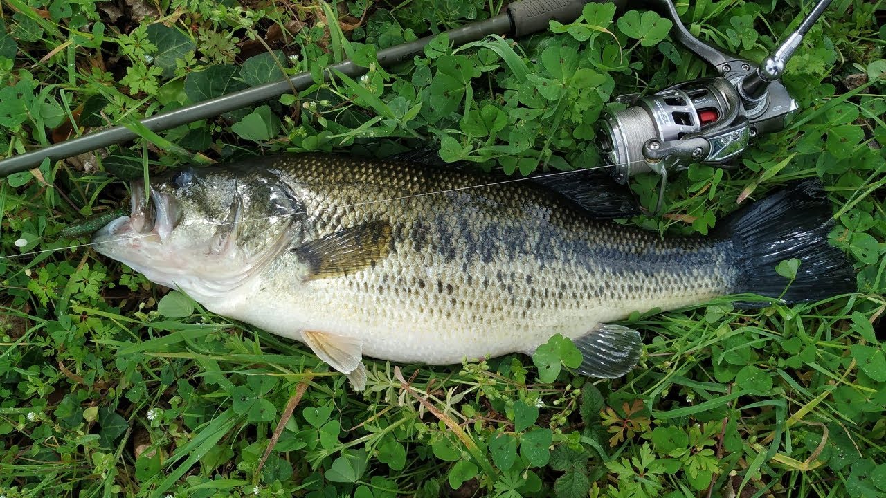 Pesca em dias dif&iacute;ceis de inverno aos Achig&atilde;s, Luciopercas e Barbos