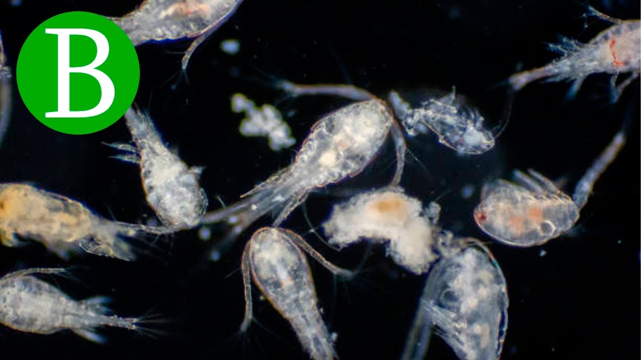 MICROSCOPIO EN VIVO | COP&Eacute;PODOS 🔬🔴