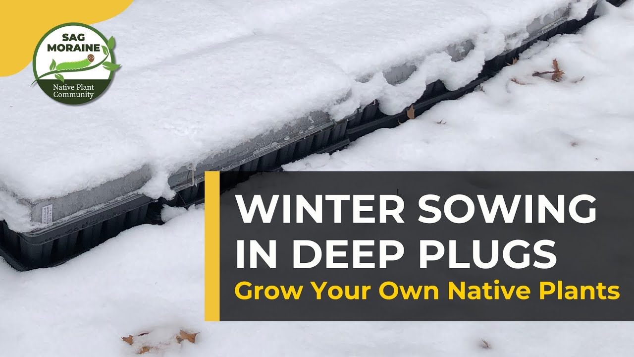WINTER SOWING IN DEEP PLUGS: Grow Your Own Native Plants