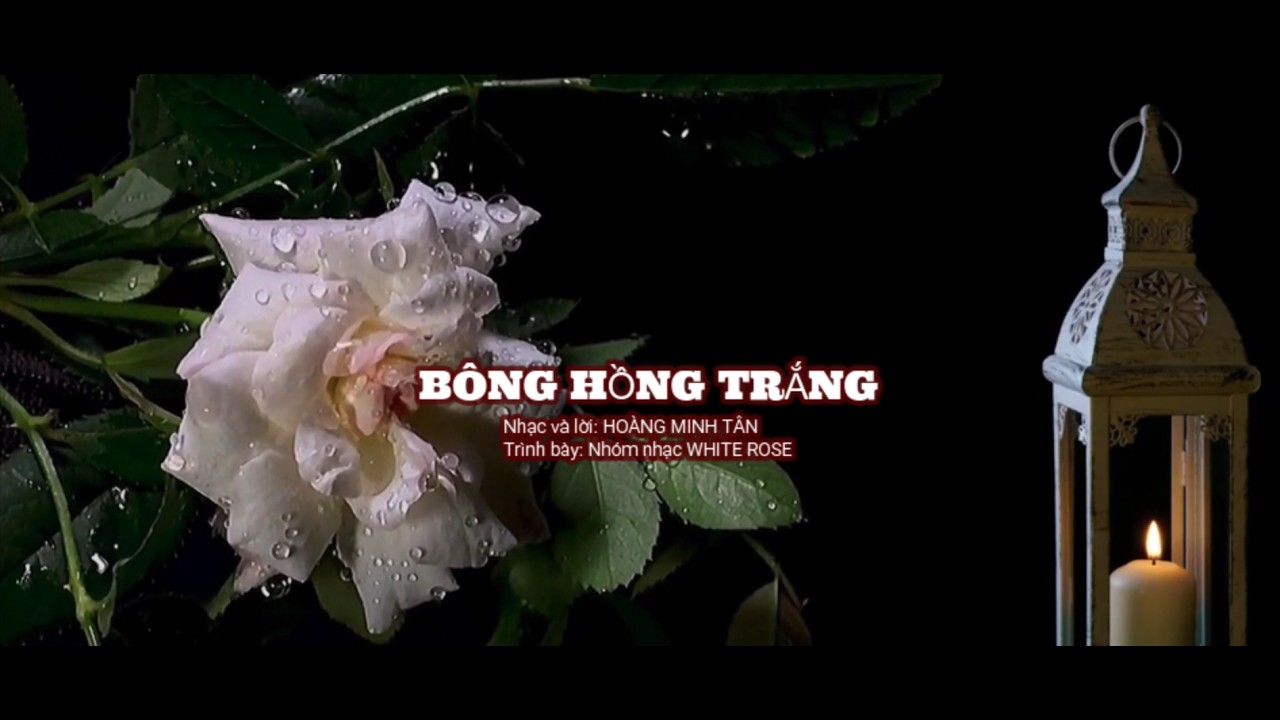 BÔNG HỒNG TRẮNG