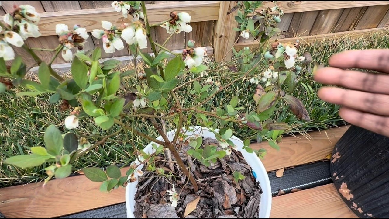 Blueberries Coming In!/Liquidation Visit/Home Depot/Tractor Supply Fruit Trees